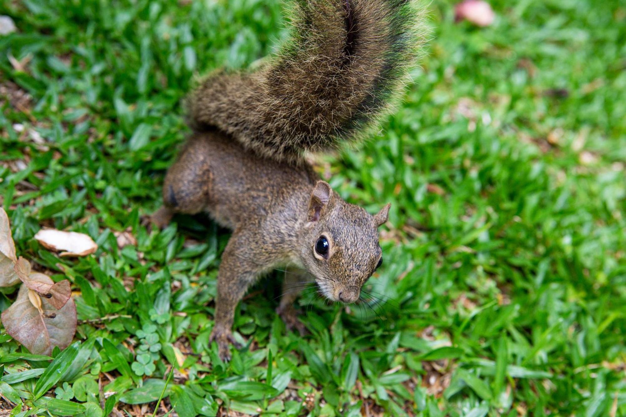 Pousada Suica Mineira Garden Otel Monte Verde  Dış mekan fotoğraf